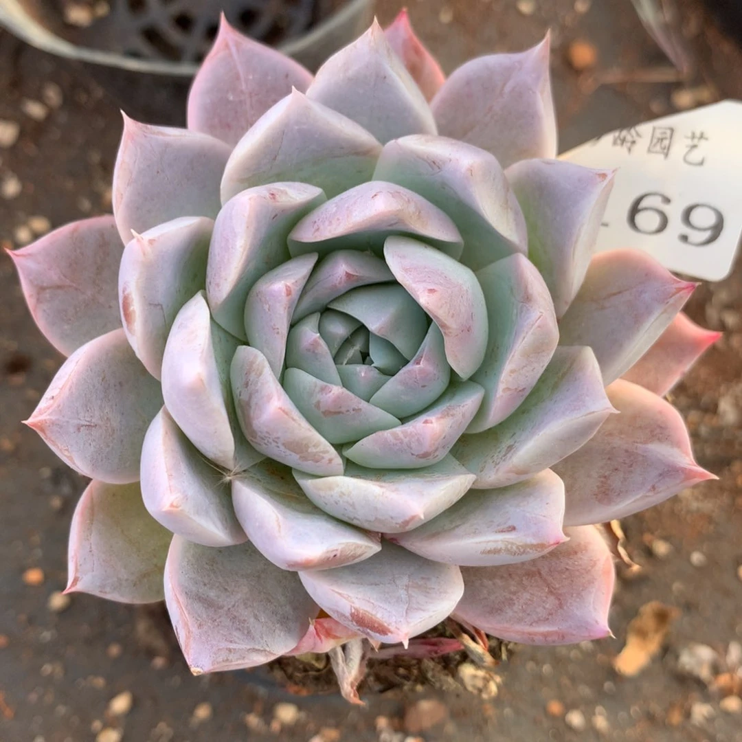 2169新年快乐发发发