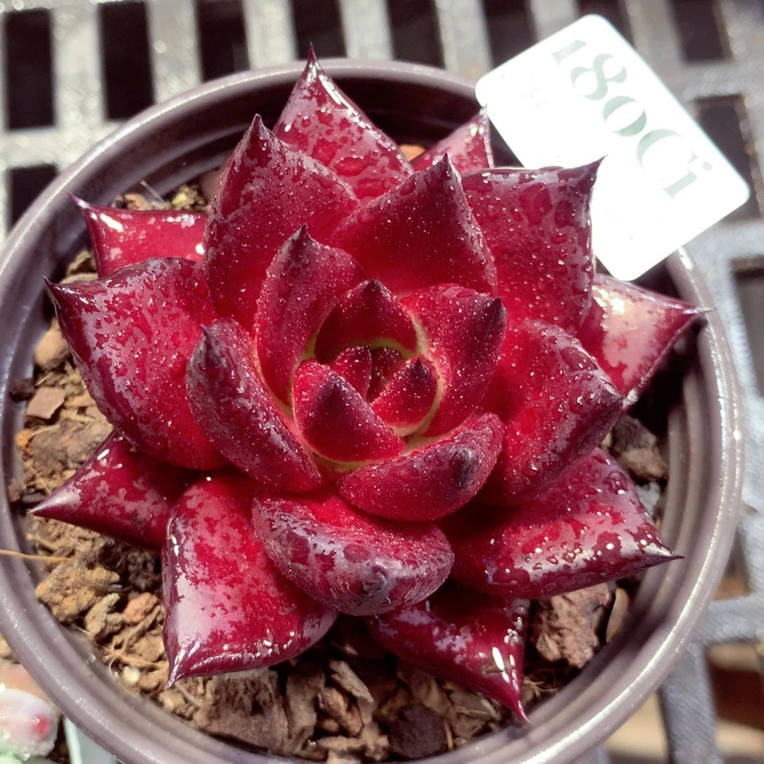 5厘米盆精控多肉180