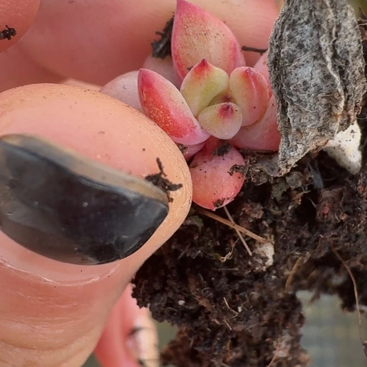 ****࿐幽鬼覆轮一物一拍124