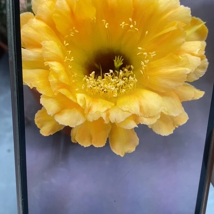 彩草黄花黑喉8公分左右