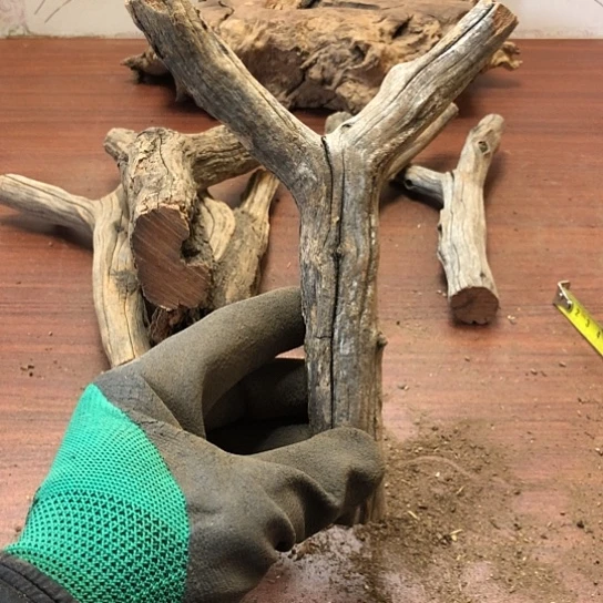 大果紫檀（缅甸花梨）杰**少