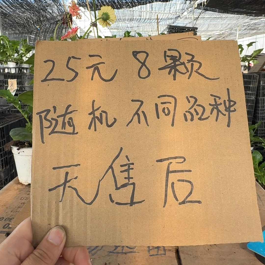 无花朵8颗随机不同品种带标签
