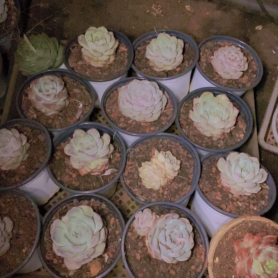 【闪购商品】云134