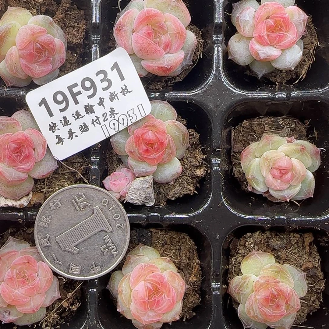 931九棵糖心珍妮鼻屎苗