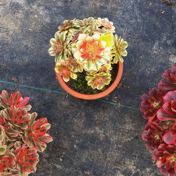 陌***默倾城多肉8880000000000