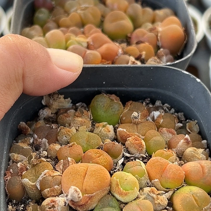 无花朵包邮587号特价福利毛汗尼2盆