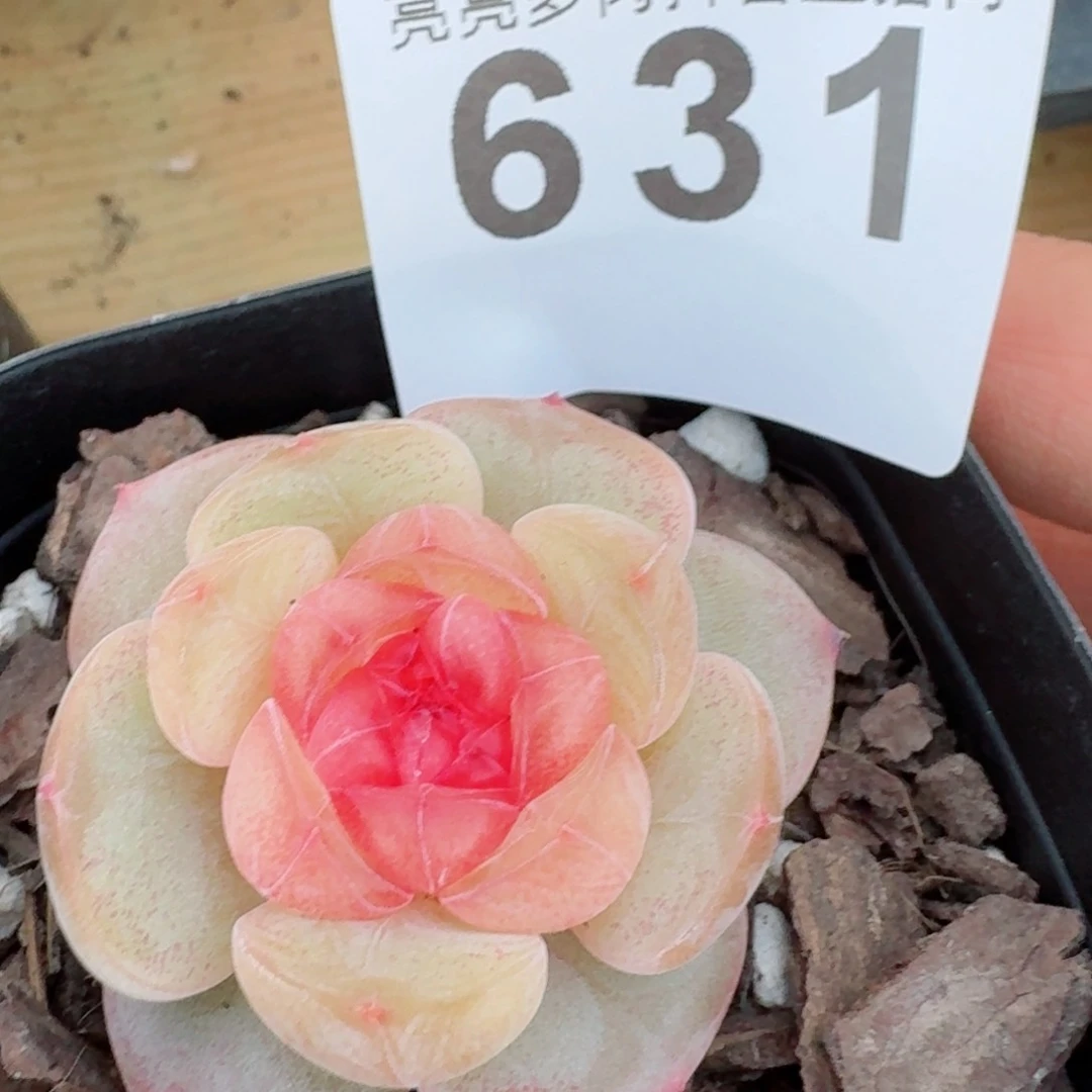 甜美         多肉植物新品上新