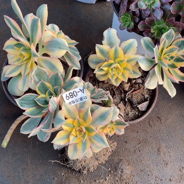 89灿烂3颗多肉123446788多肉