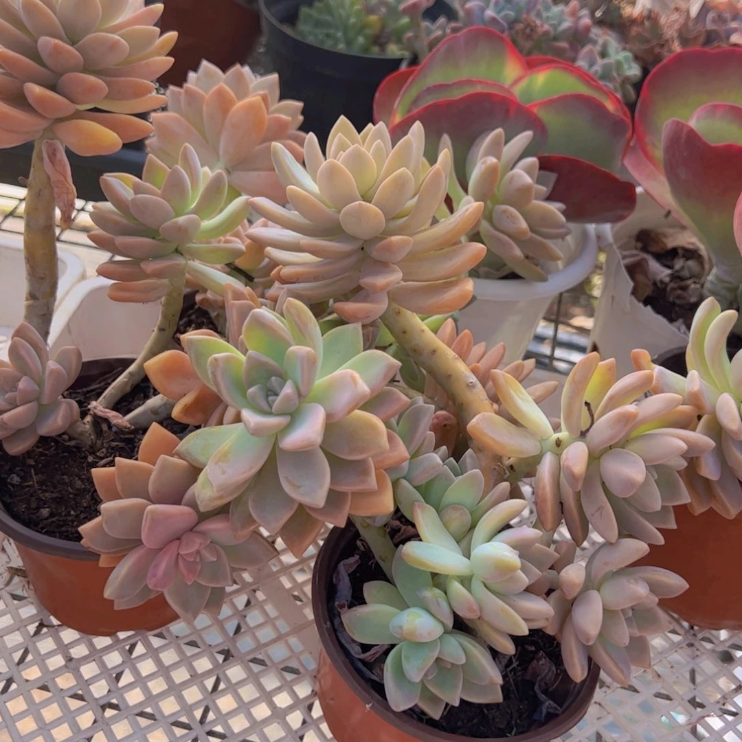 淡雪整装整群三盆