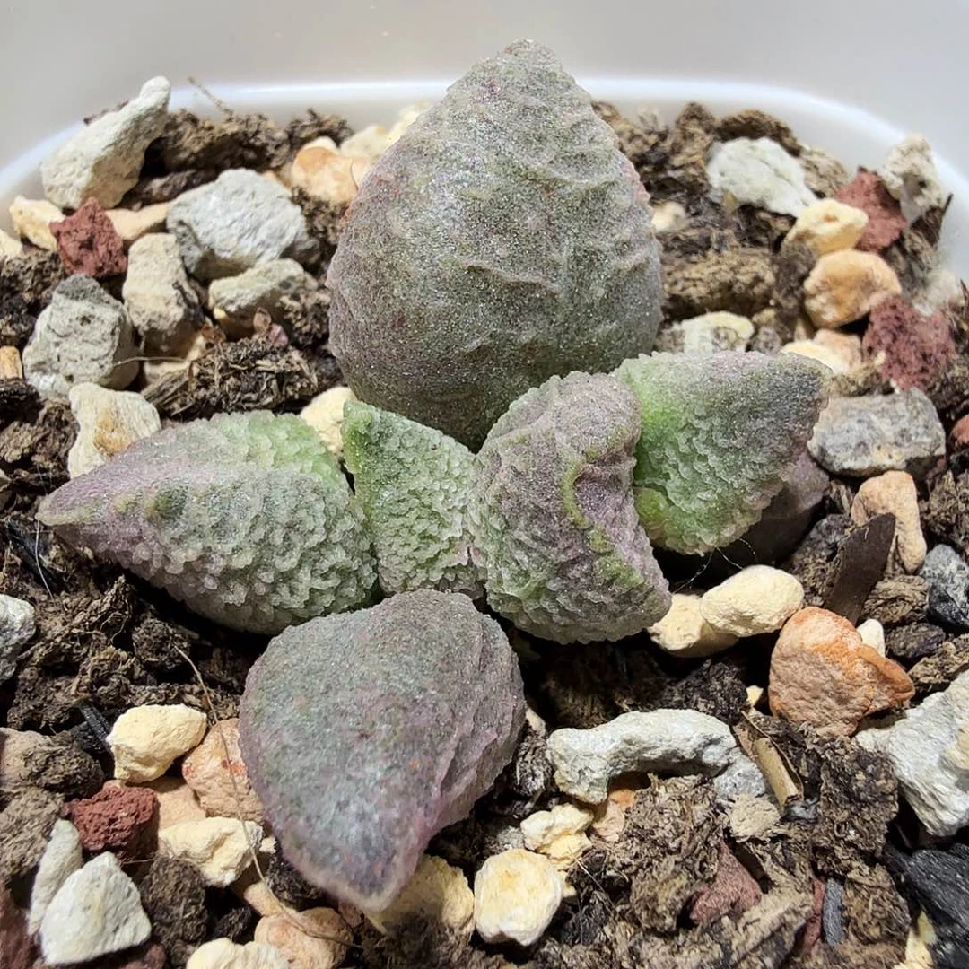 融化纹冰淇凌水泡多肉植物