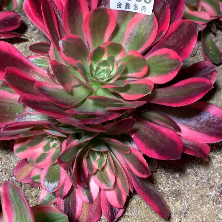 609多肉植物一物一拍