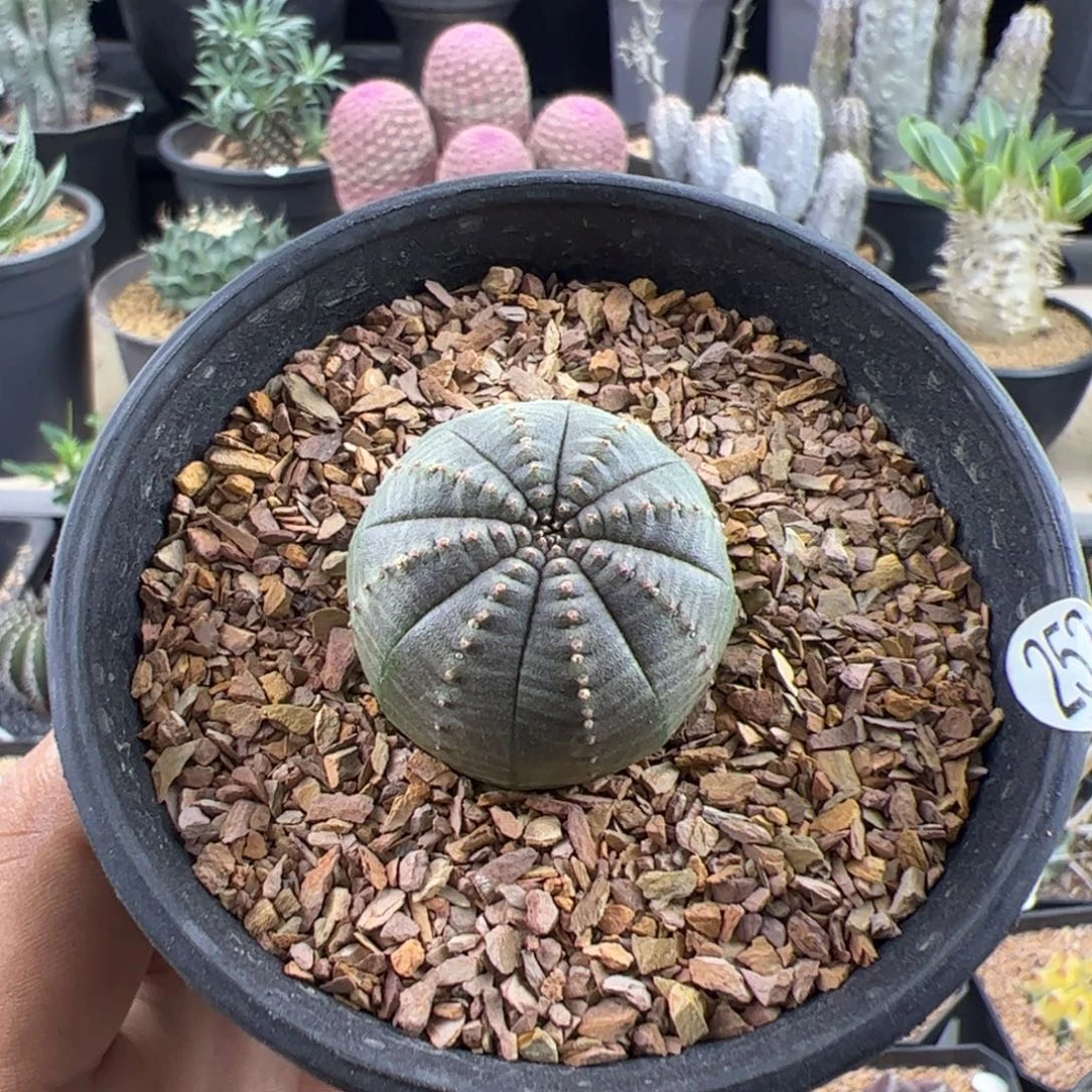 欧布实生2.8一物一拍带盆发