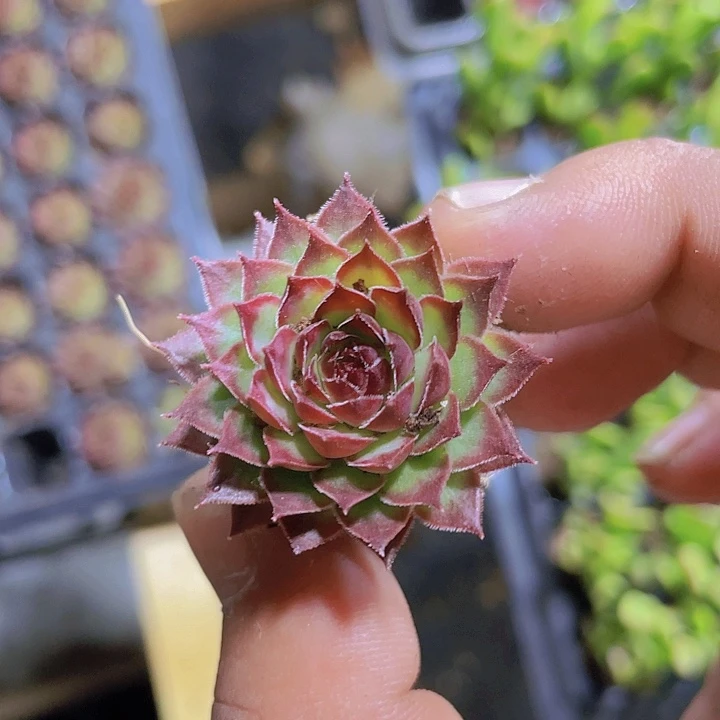 铁观音精品多肉量拍