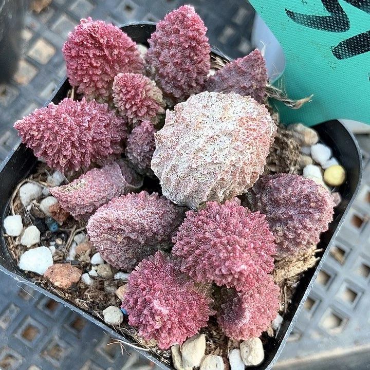 多肉植物朱子语512多肉