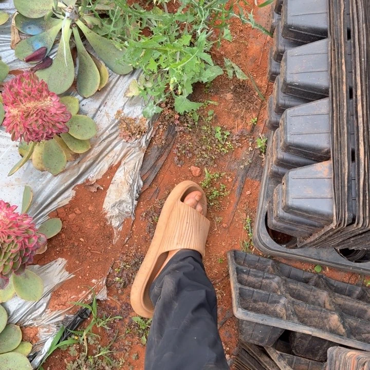 寄养空包链接啊啊