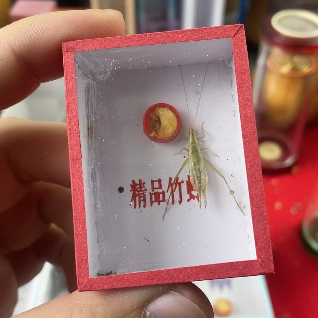 蟋蟀柬埔寨竹岭一只福利