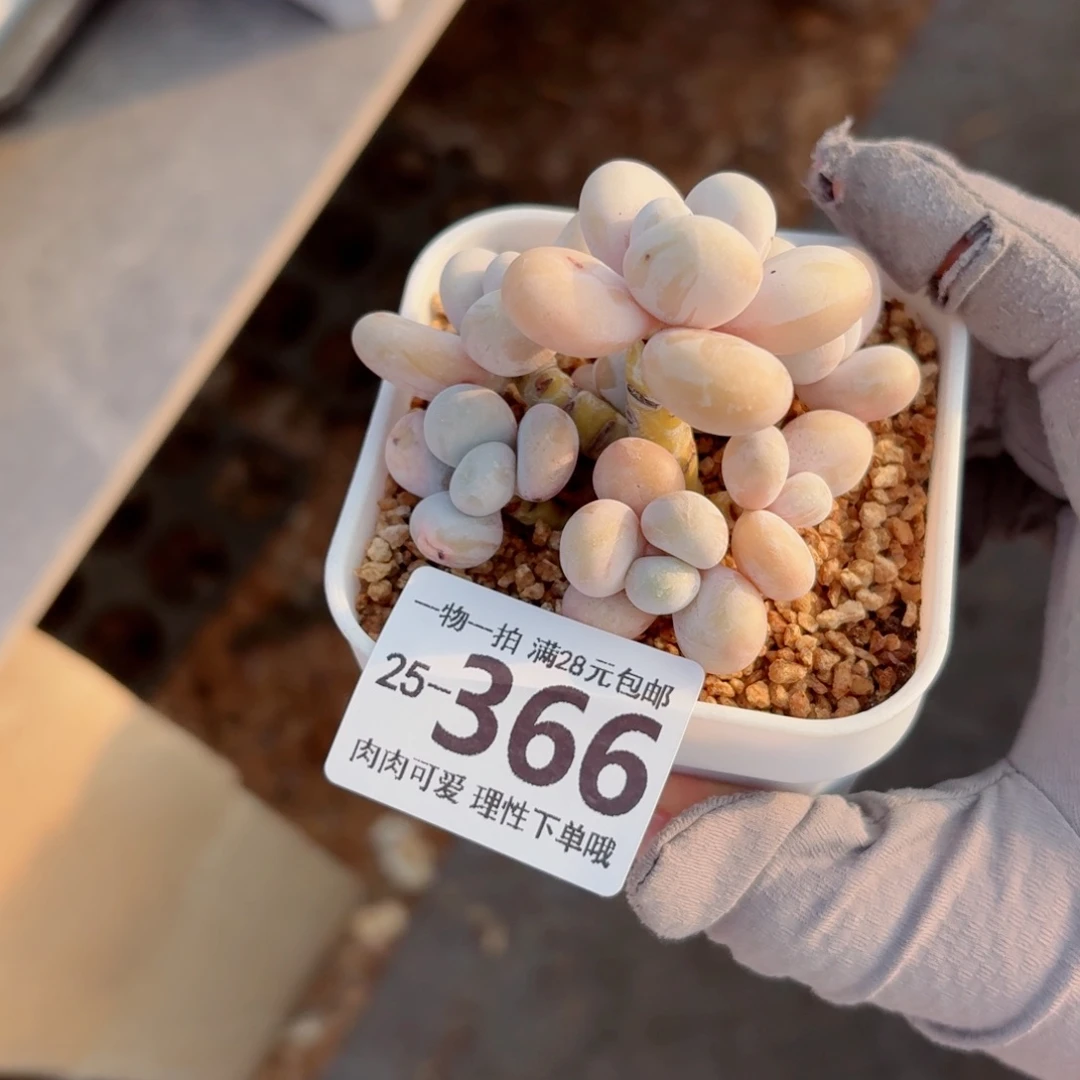 蛋黄奶多肉无盆土发货无盆