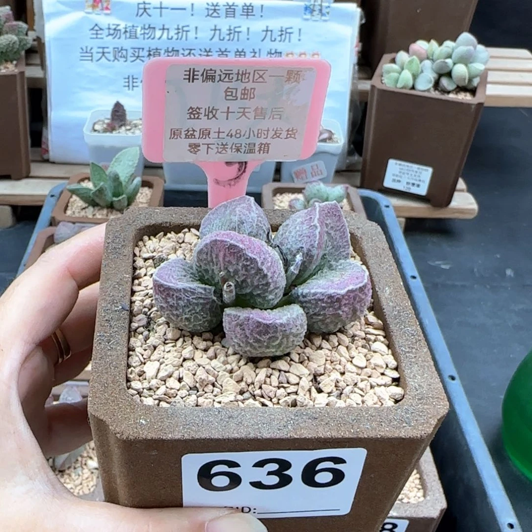 636哈莫猪肝多肉植物