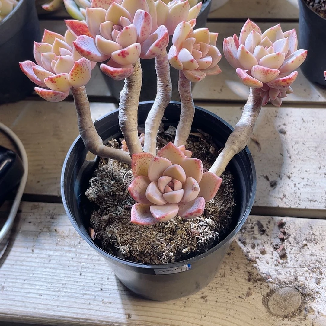 青*1124  红粉佳人  六月六