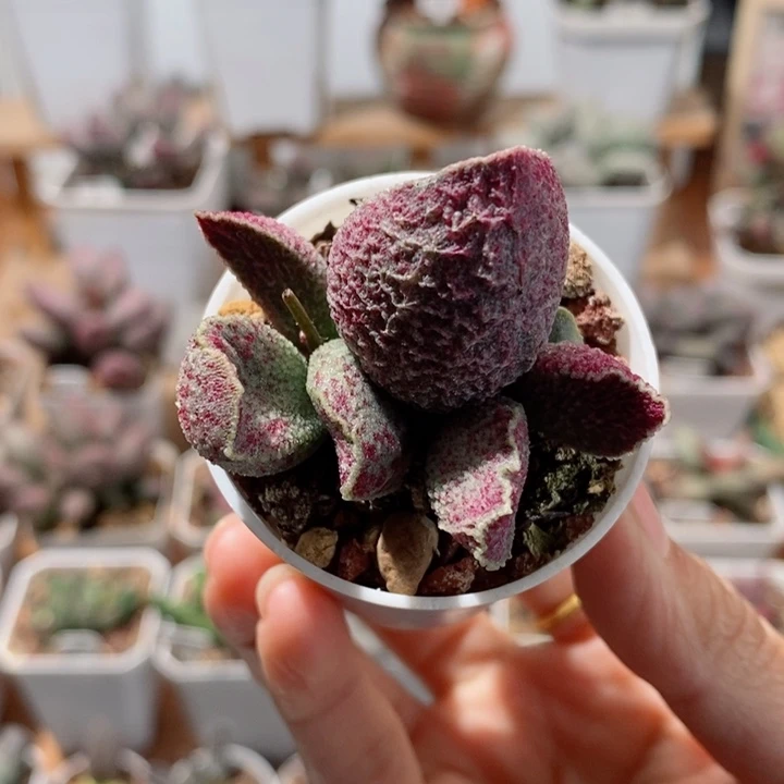 哈默猪肝水泡多肉植物