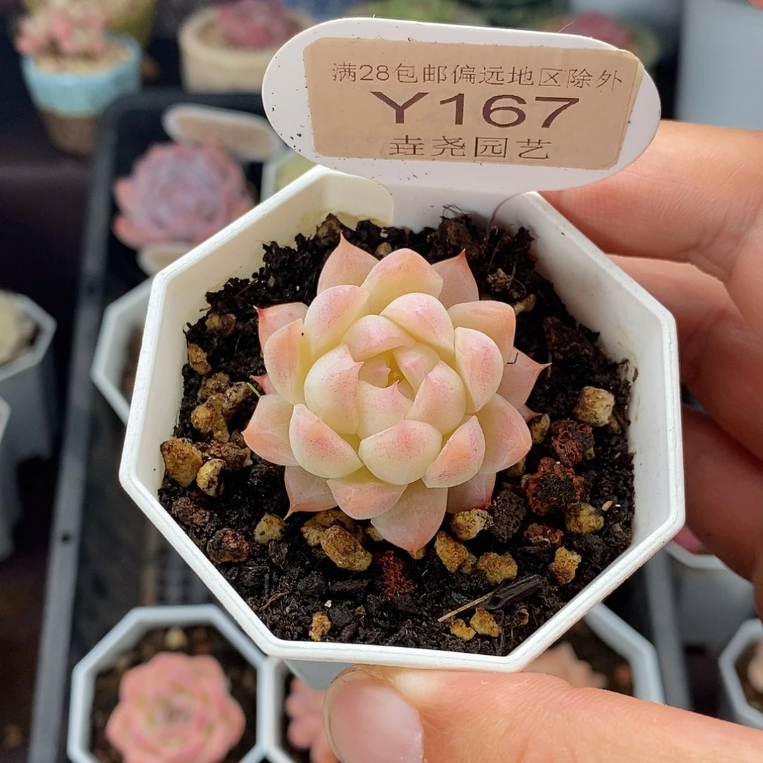 0167 桃熏女王 3.5cm