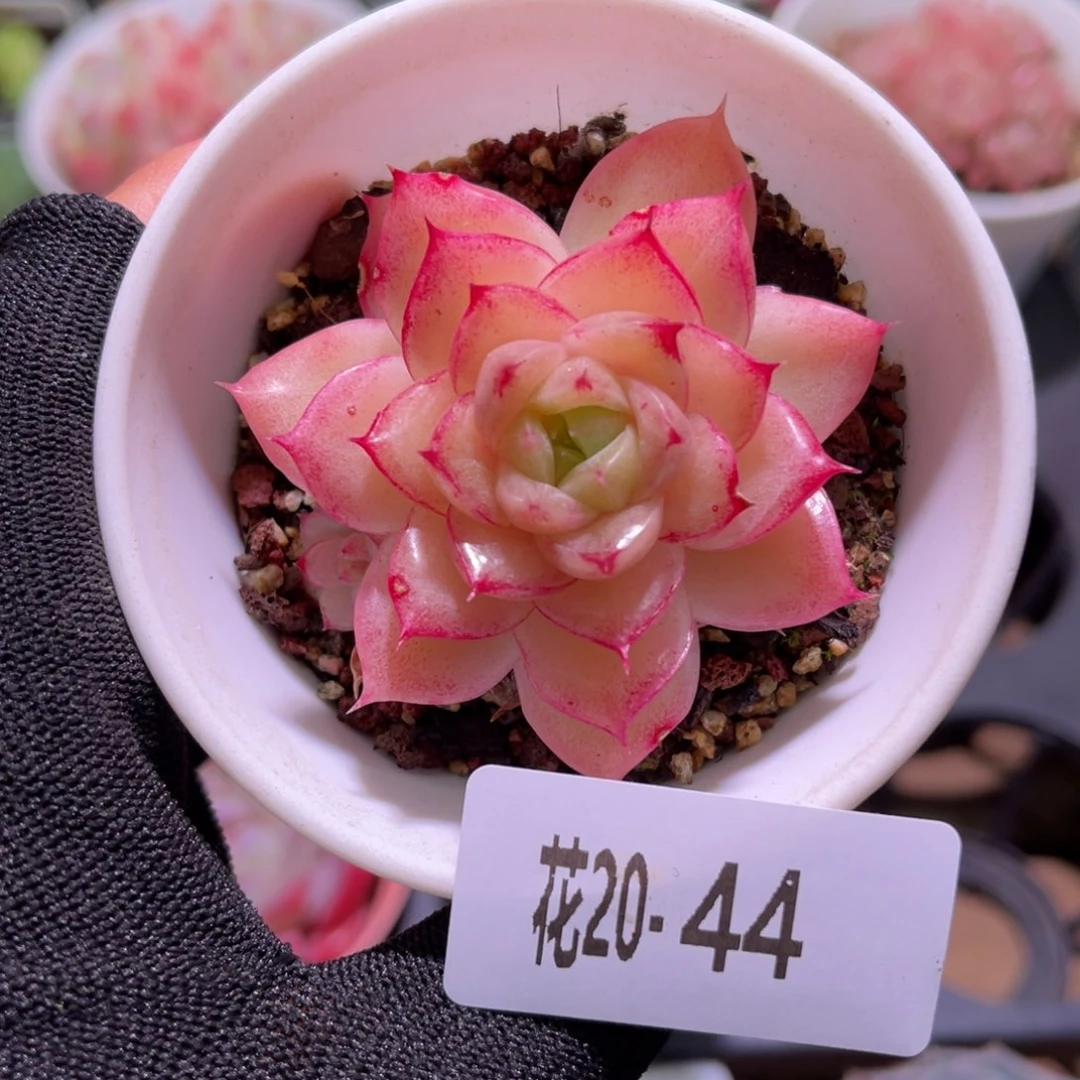 花20-44麦秆单头