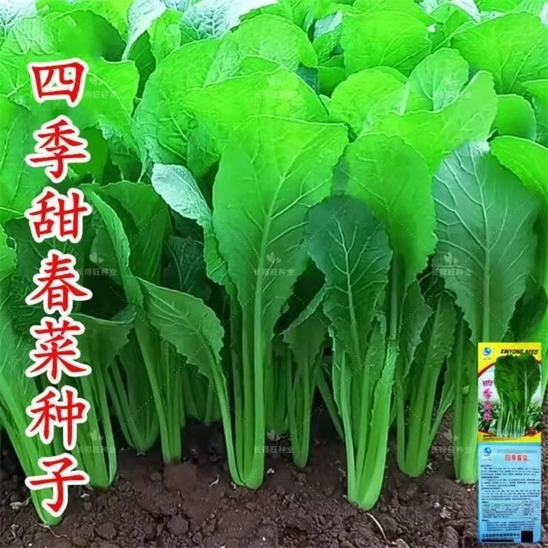 爆款2025四季甜春菜种子大叶春菜老品种早熟青菜种子广东潮阳春季