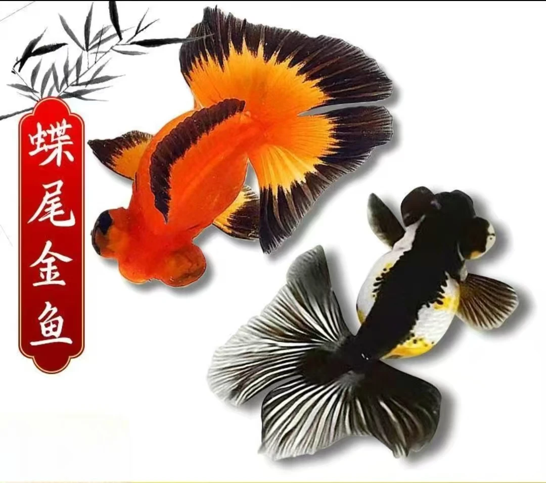 龙睛蝶尾传统金鱼【黄牌1-30号】