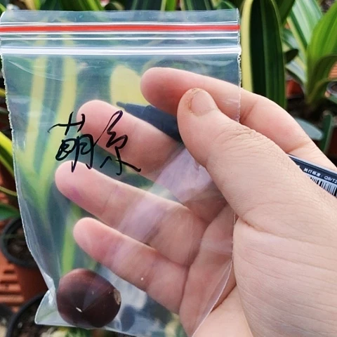 【闪购商品】萌***瑞