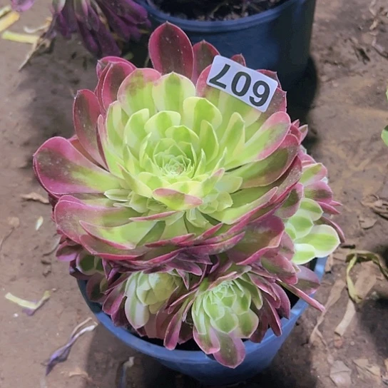 叶*多肉植物一个