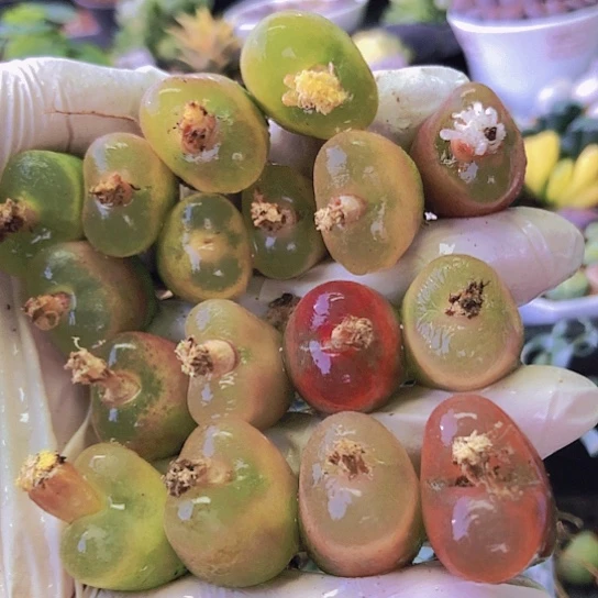 无花朵0902，17颗1.5-2厘米17颗中间裂是正常褪皮