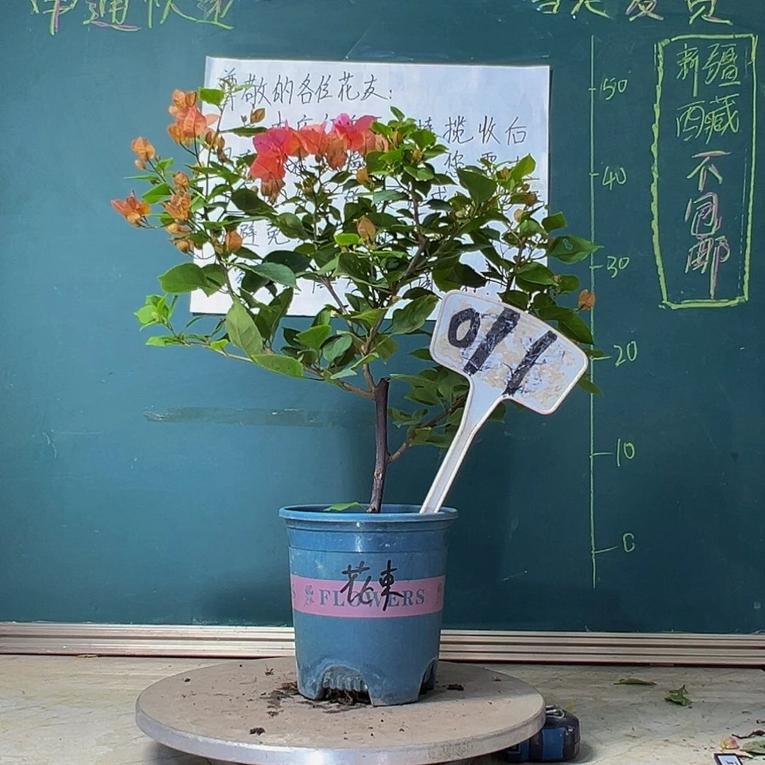 当前无花栽培后可以开花热带花束 011