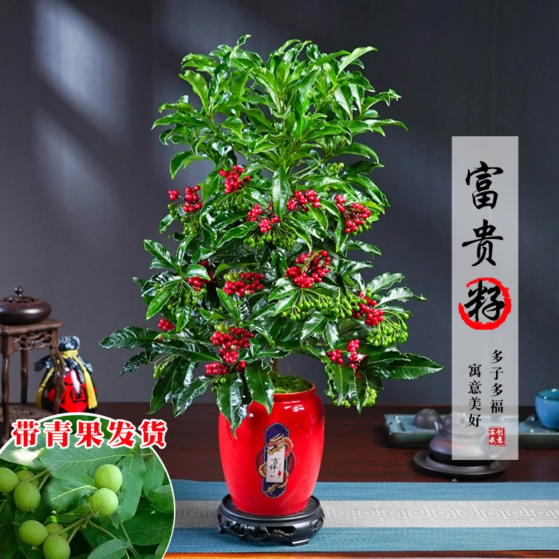 【带绿果发货】富贵籽盆栽花卉绿植物耐阴盆栽净化空气喜庆办公室内