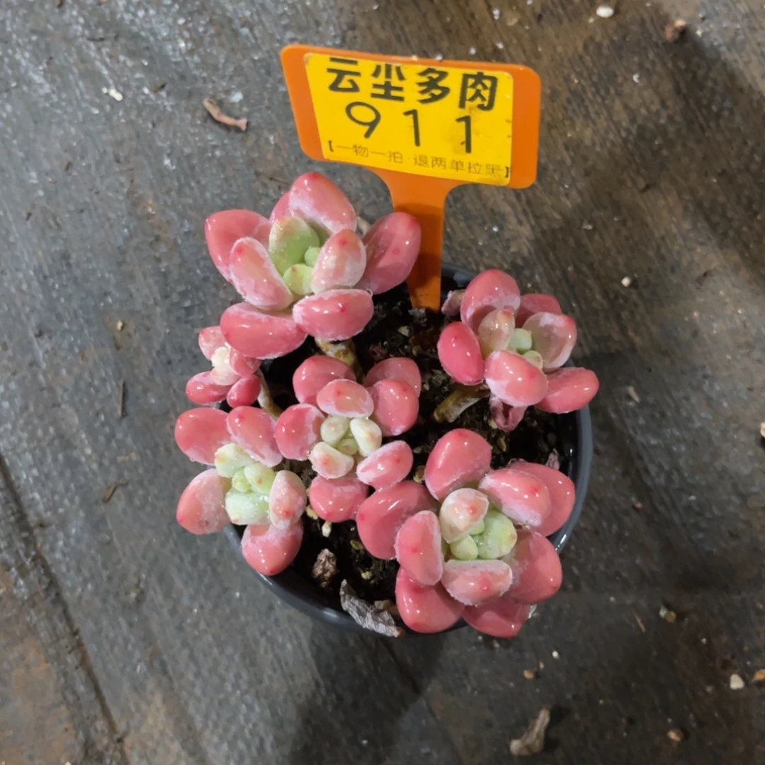青***菓云尘多肉一物一拍911，