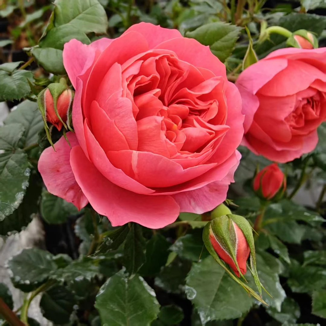 【买3颗包邮】西瓜红果汁 阳台微月灌木果汁飞溅芽变抗病耐热勤花