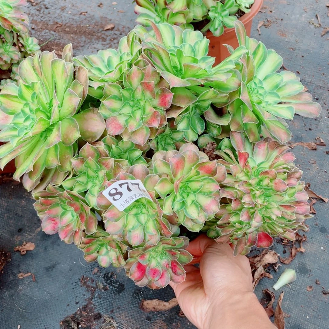 877号韶华缀化多肉植物