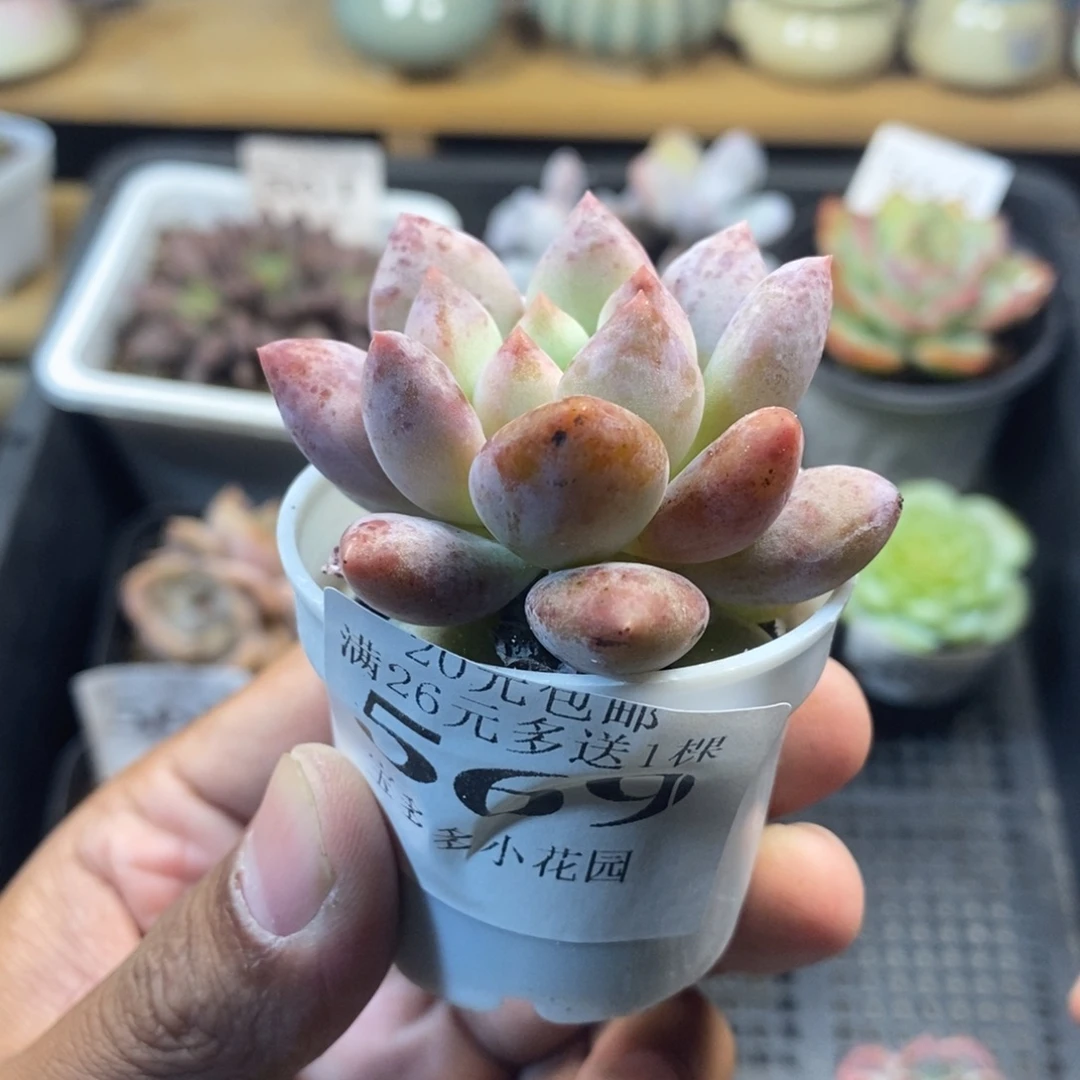 半夏美人一物一拍满20包邮满26送一颗多肉