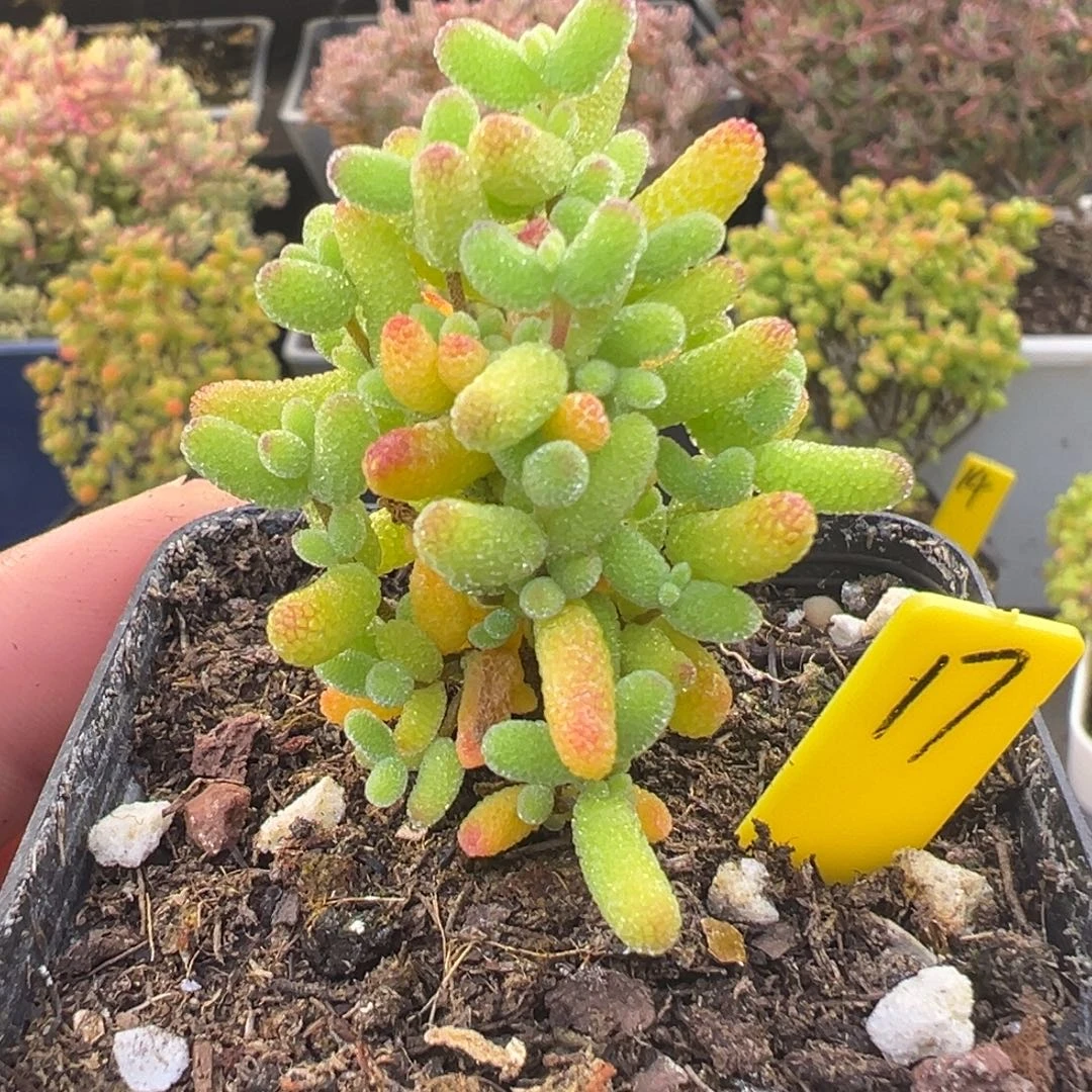 金桔糖球17号5.5cm盆