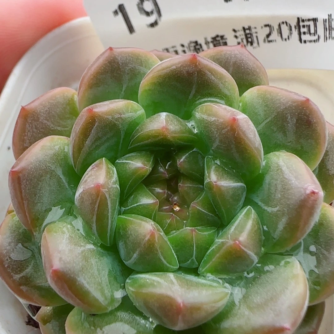 花语逸镜0923-19珍妮糖心