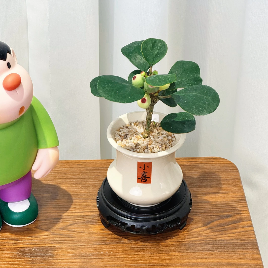 【小盼菩提】盆栽植物带果绿植桌面花卉禅意摆件净化空气绿植