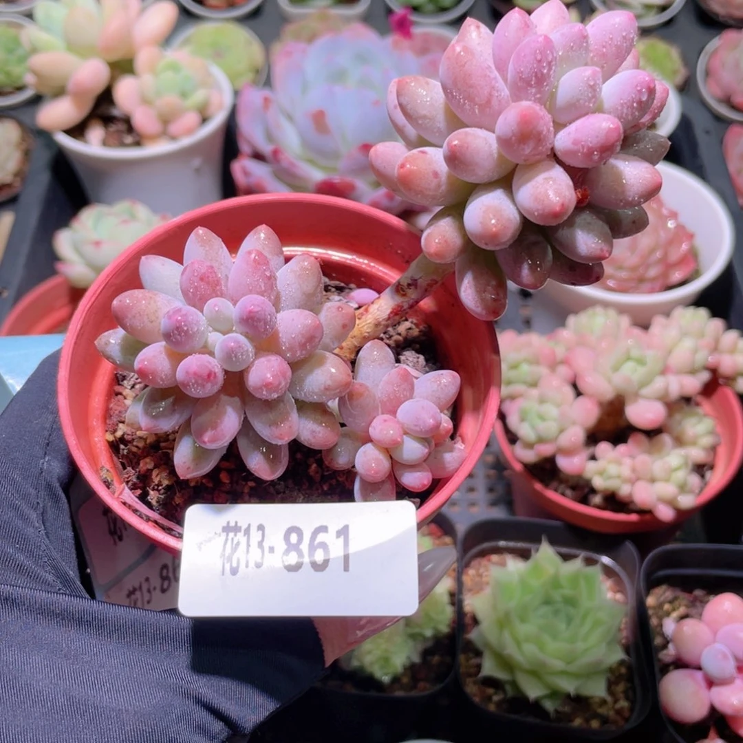 花利美13-861婴儿手指