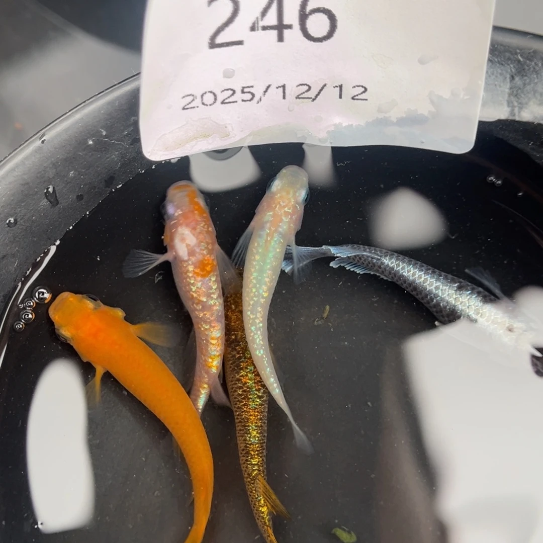 青鳉鱼246随机五尾