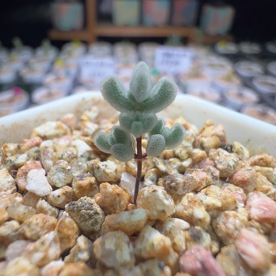 白水晶，尺寸小，427实生月曲，拍下不退不换