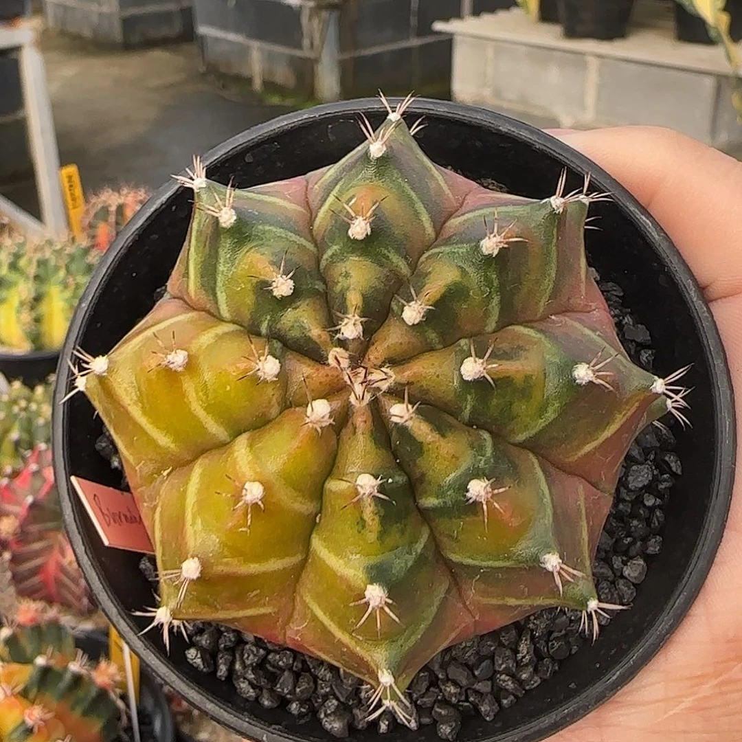 N30-1228泰国米哈火海