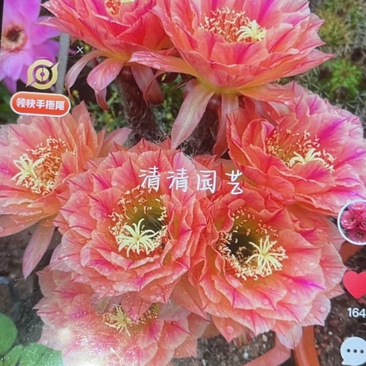 清清3-495侧牙瑕疵黑点