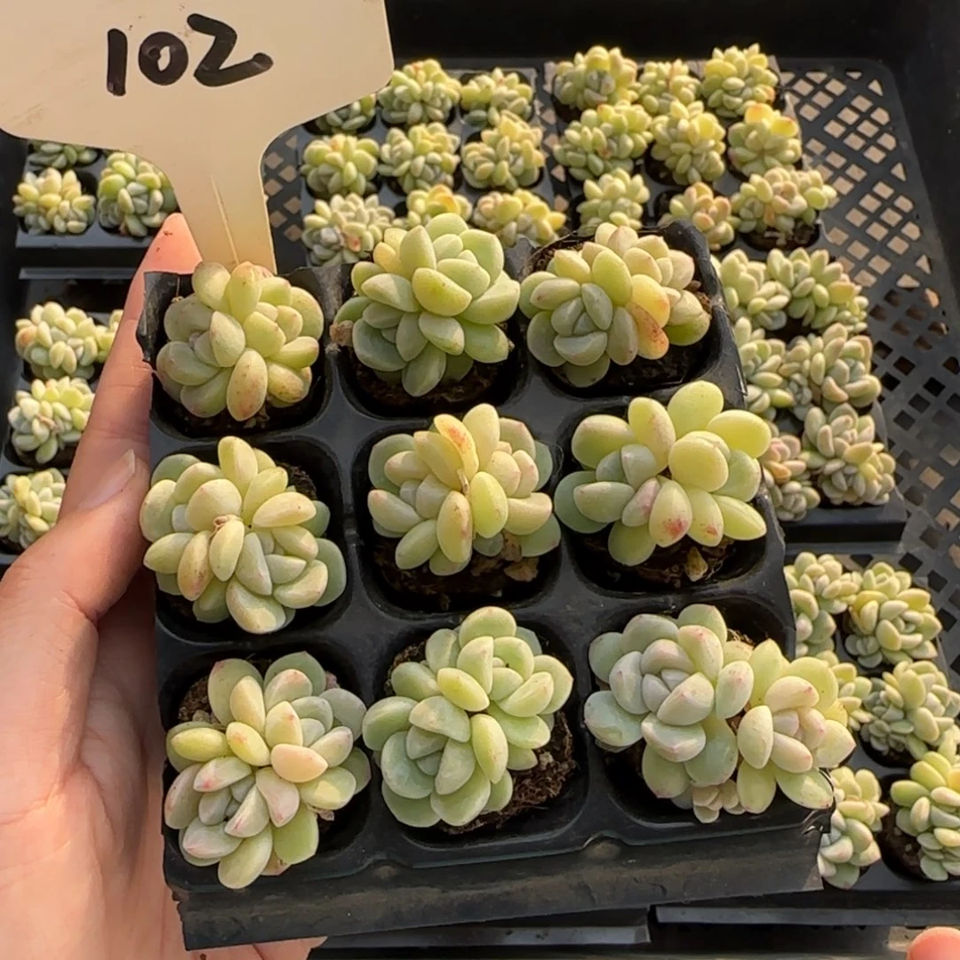 102特冰玉哈哈哈哈哈哈