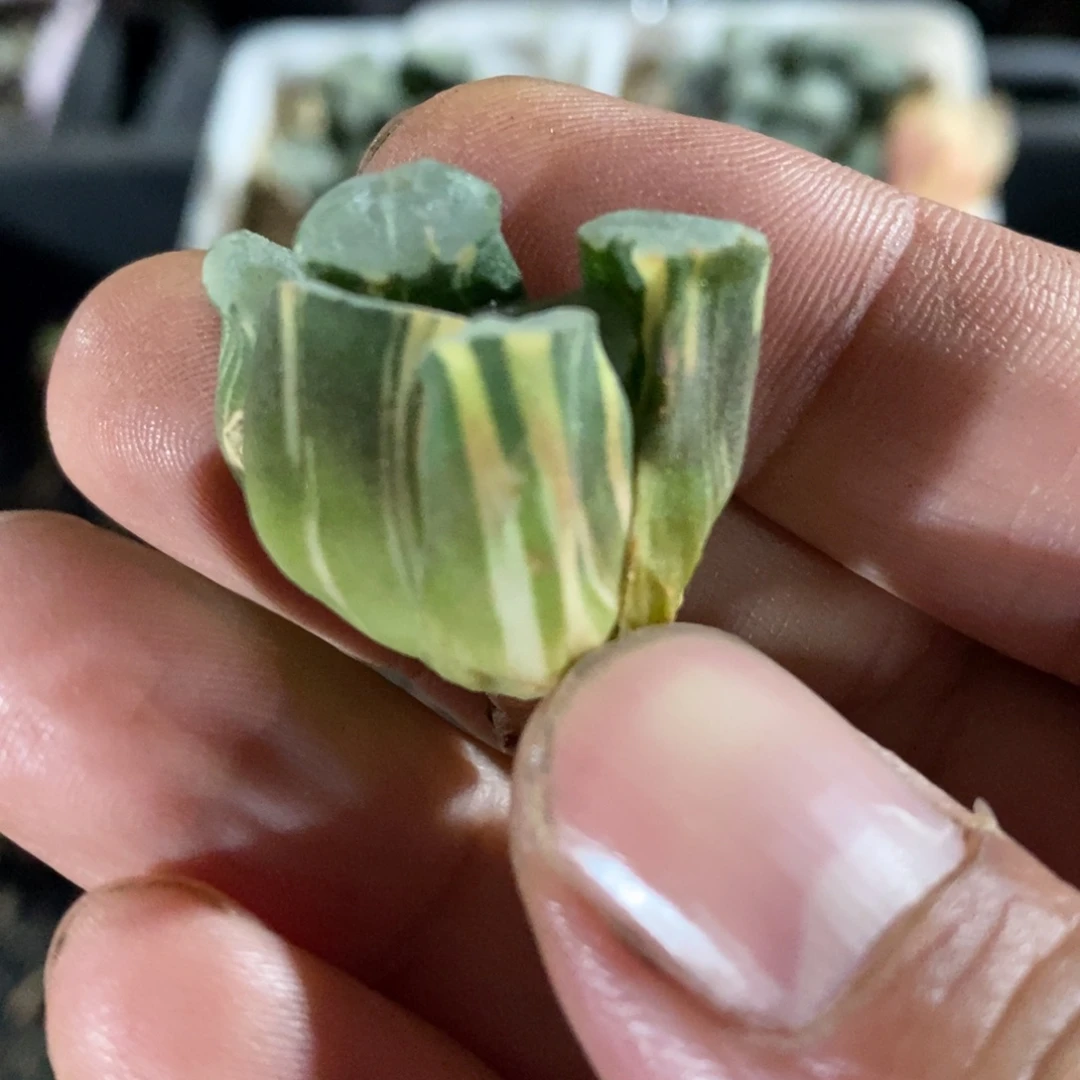 一颗实生万象锦。