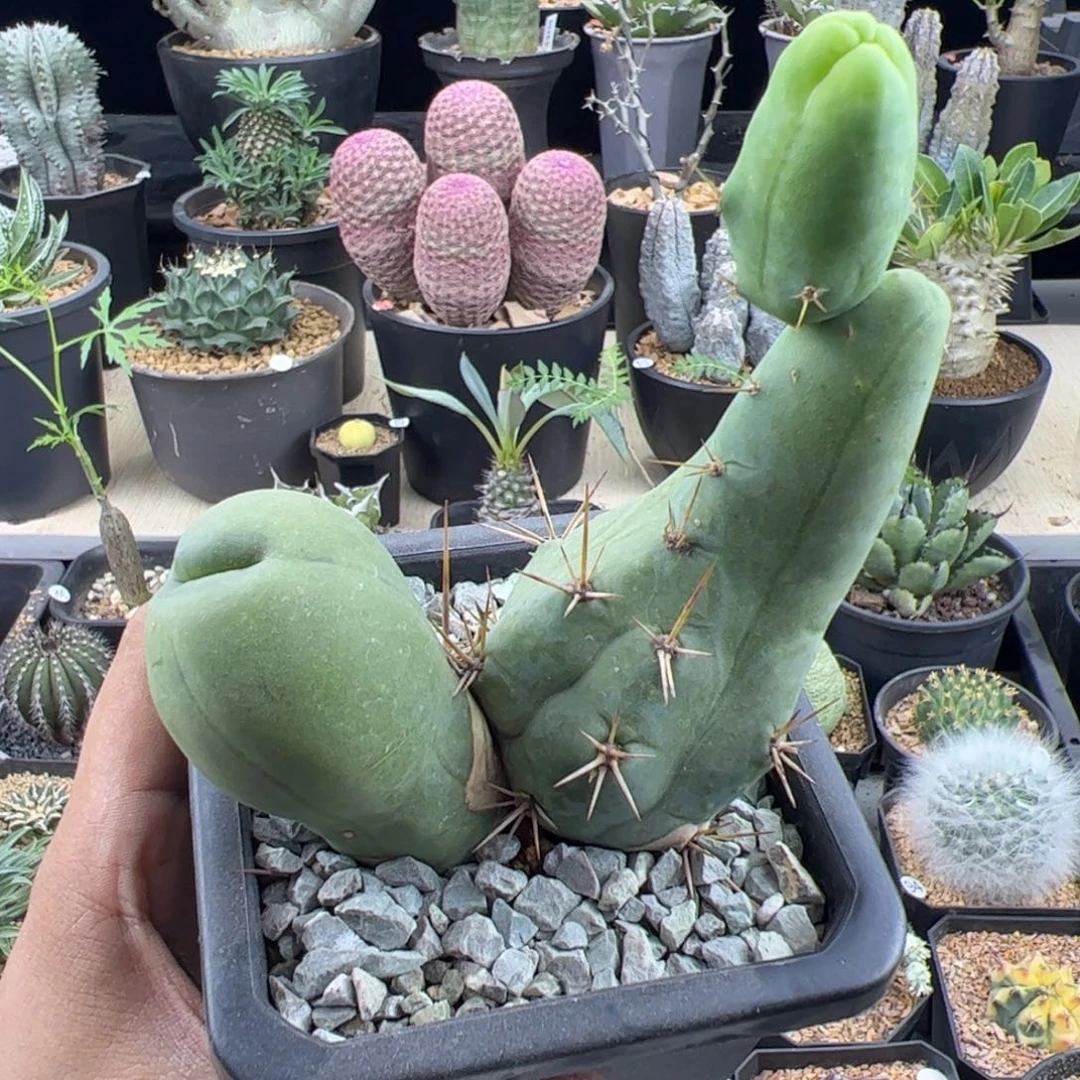 程程柱一物一拍脱土发