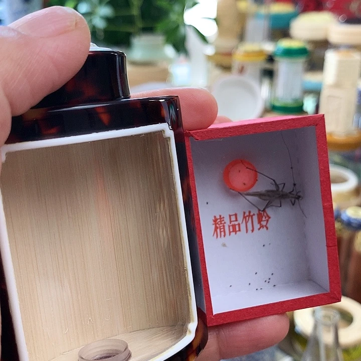 G***)带紫竹啊啊啊啊啊啊啊