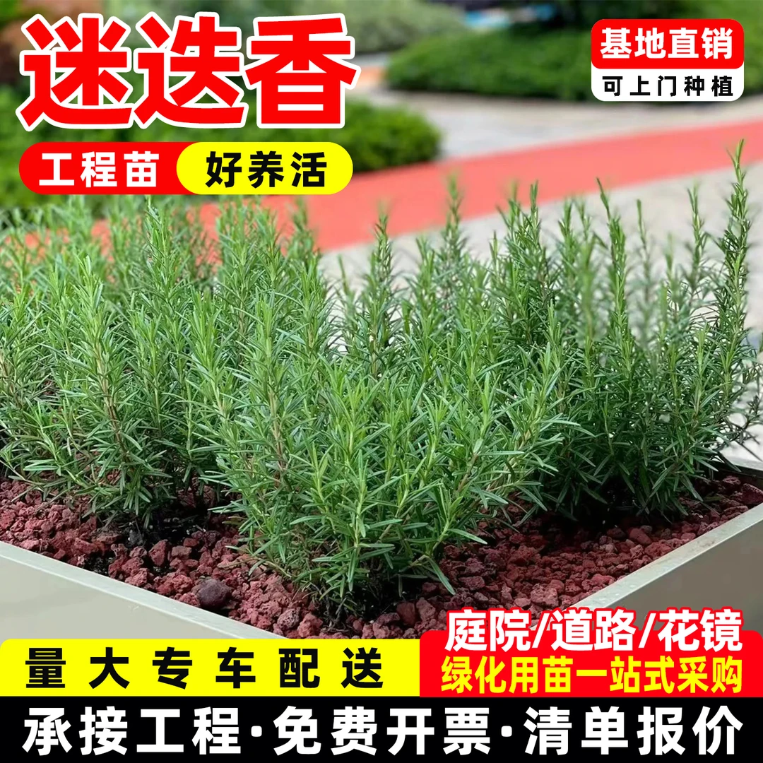 成都基地迷迭香苗盆栽可食用新鲜香叶植物驱蚊草庭院室内水生植物